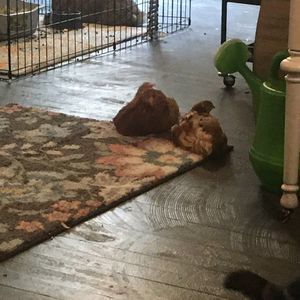 Meet your Posher, Nik